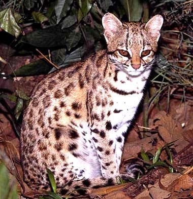 Newsletter SEAM: El mbarakaja Tirika o chiví guasu es un pequeño felino en  peligro de extinción