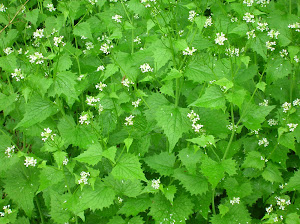 Garlic Mustard