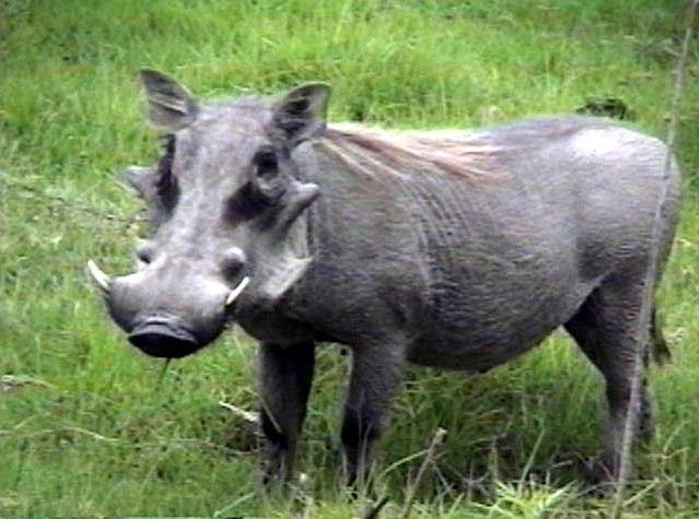 Warthog | Animal Wildlife