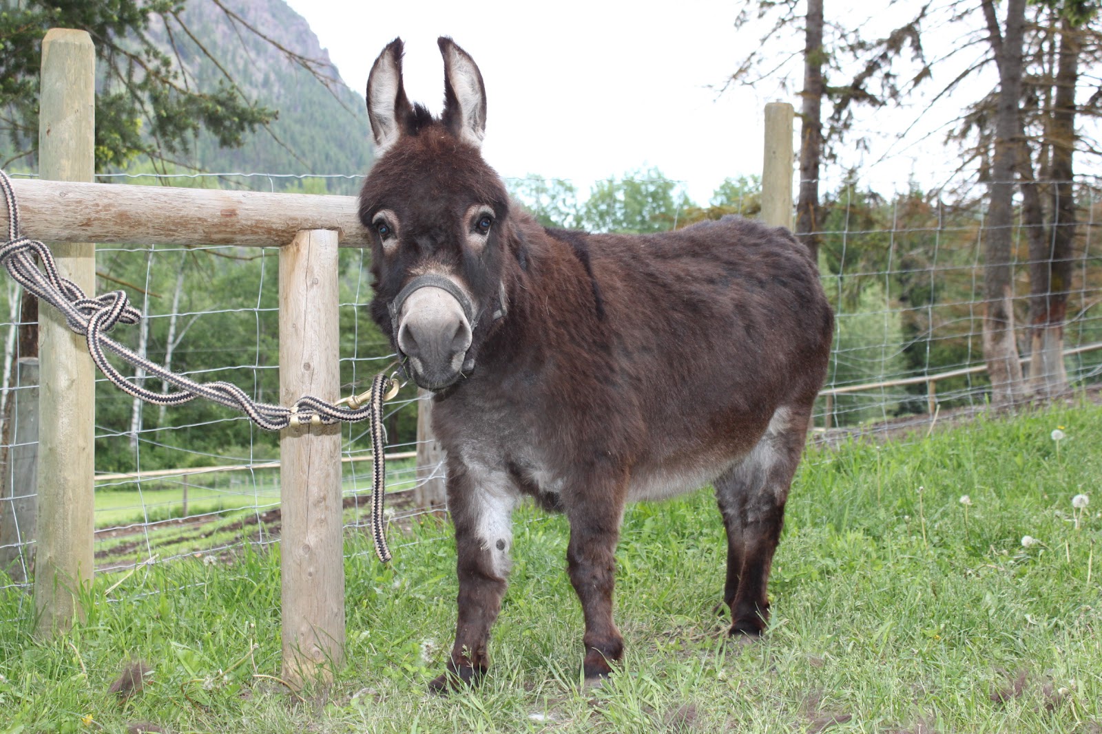 Tiny Tim Donkey Sanctuary Photos All