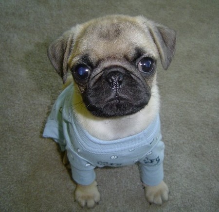 fluffy pug puppies