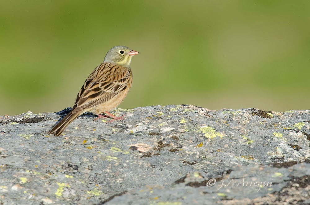 Escribano hortelano, Emberiza hortulana, Ortolan Bunting Escribano hortelano, Emberiza hortulana, Ortolan Bunting