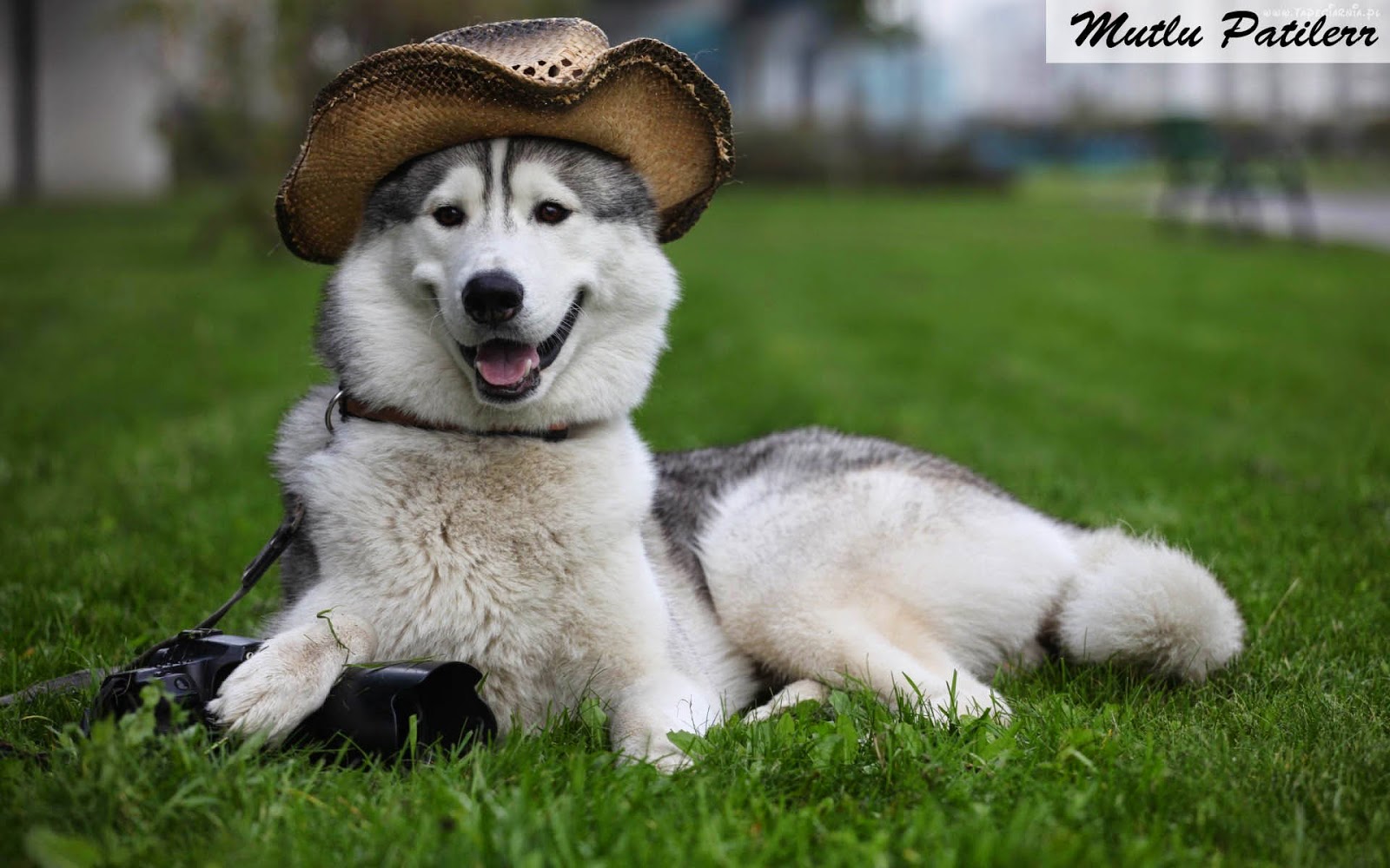 Mutlu Patilerr Sibirya Kurdu ve Husky Cinsi Köpek Eğitimi ve