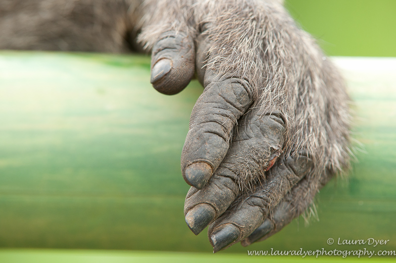 baboon hand