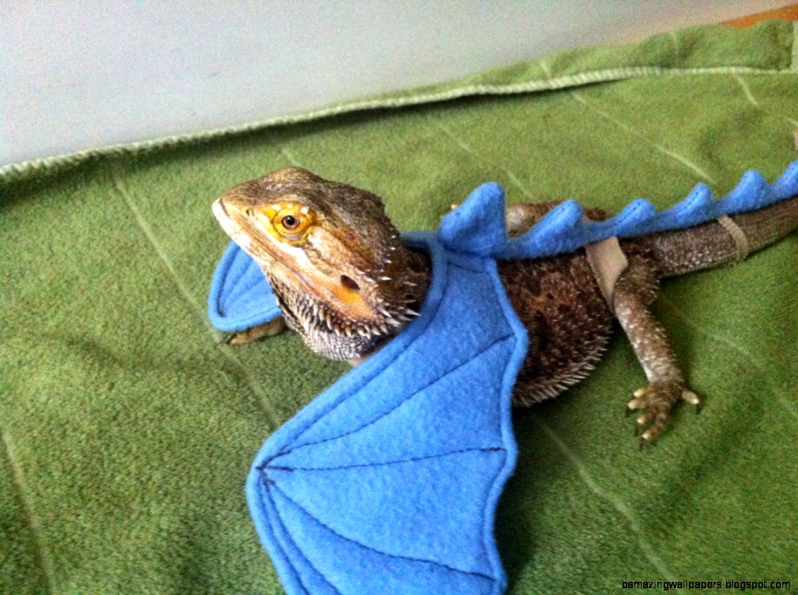 lizardsenjoyinglife this bearded dragon K Locke lizardsenjoyinglife this bearded dragon K Locke