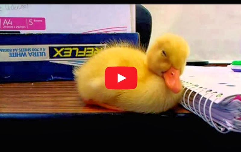 Baby Duck Falling Asleep Awwwww so adorable ! Must Watch Video