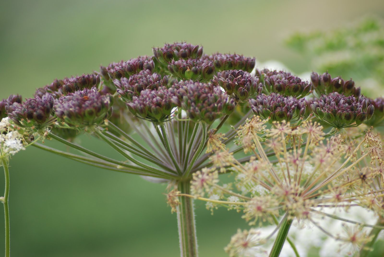 California Wildflowers