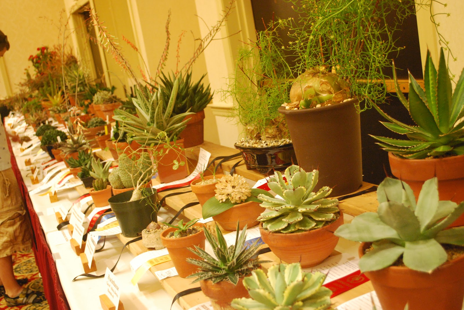 Brooklyn Garden Girl The CT Cactus Show and Eastern Cactus Conference