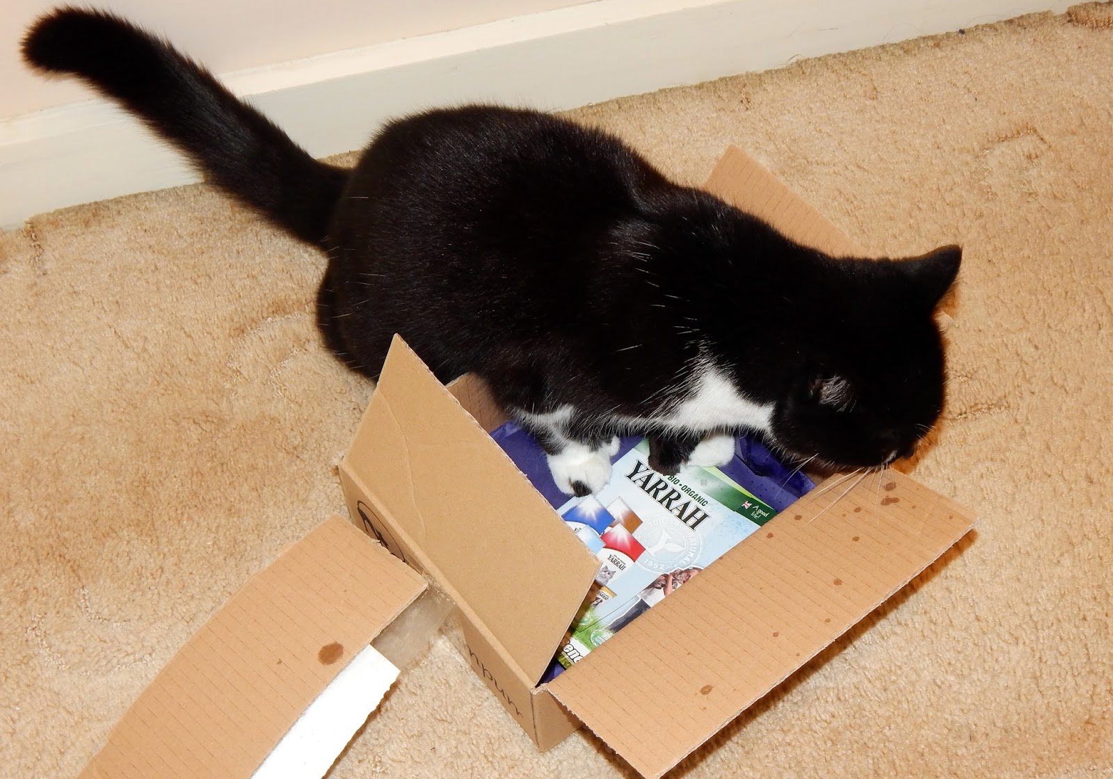 Cat Hampurr The Subscription Box For Cats! She Might Be Loved