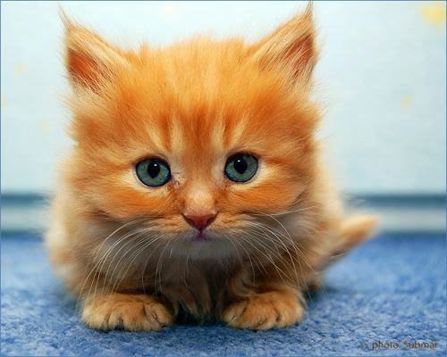 « Entre chat et chien » 