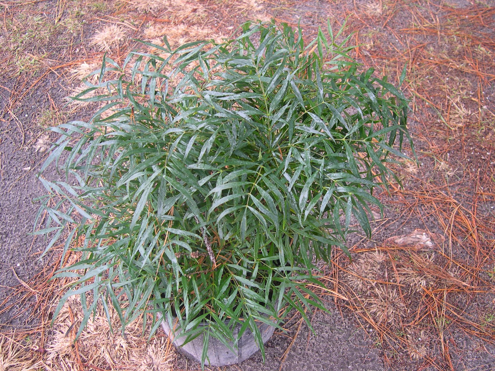 Danger Garden Mahonia They Re My Favs At The End Of November