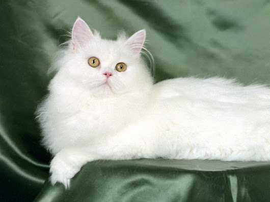  kucing persia lucu @ Digaleri.com