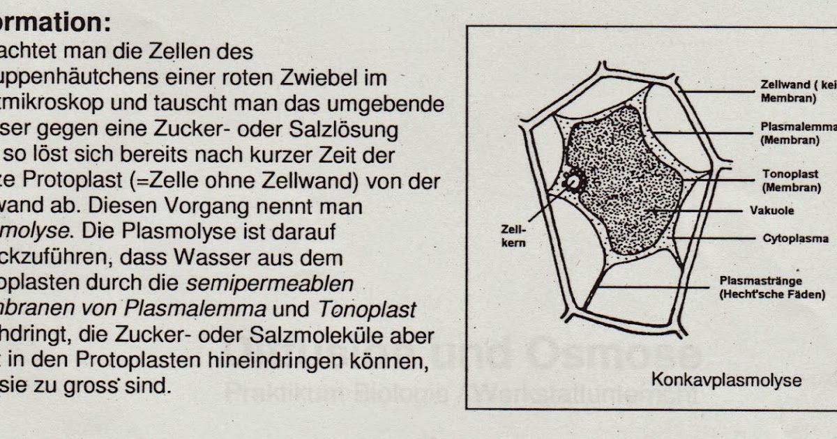 Biologie Praktikum Plasmolyse und Deplasmolyse