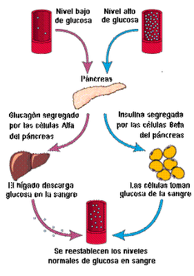 T.C.A.E - CHUVI: ¿Cómo se desarrolla la diabetes? T.C.A.E - CHUVI: ¿Cómo se desarrolla la diabetes?