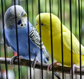 Tips Petani Macam Macam Warna Burung Parkit