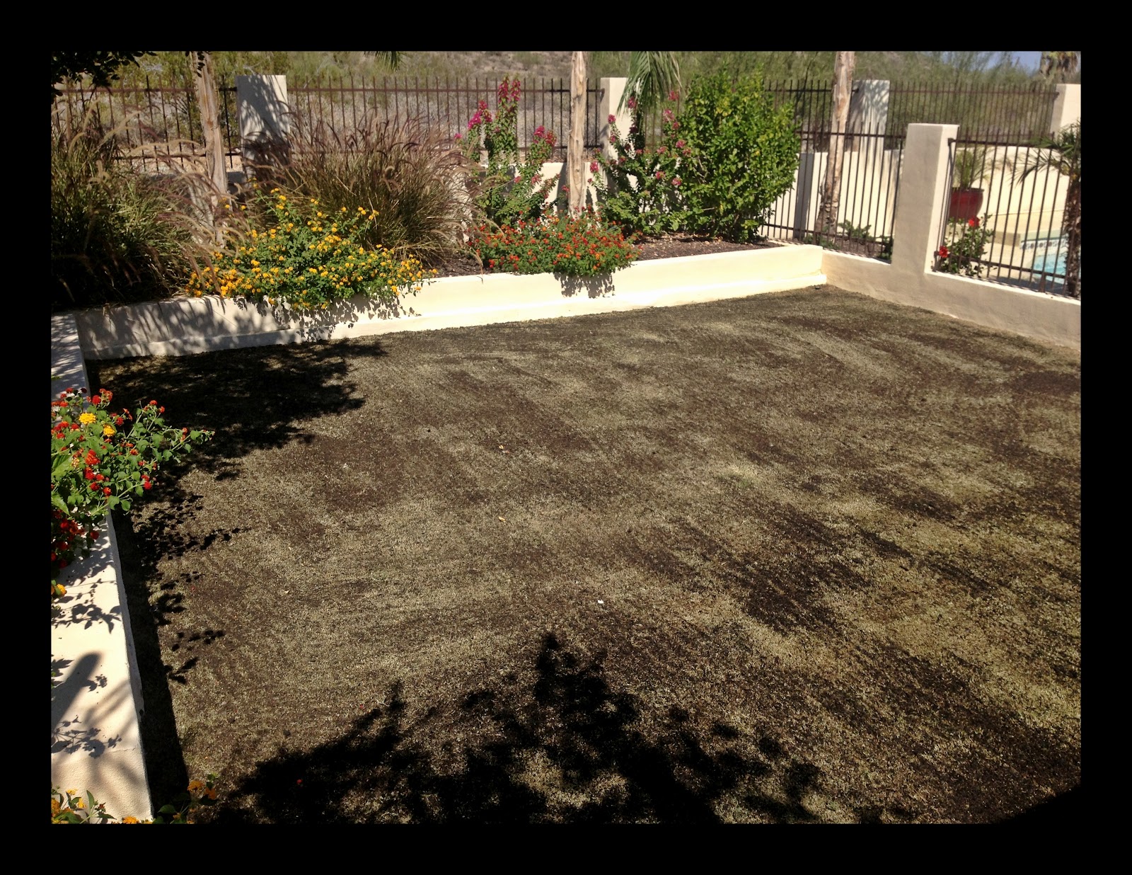 Proqual Landscaping Overseeding My Backyard With Winter Rye Seed