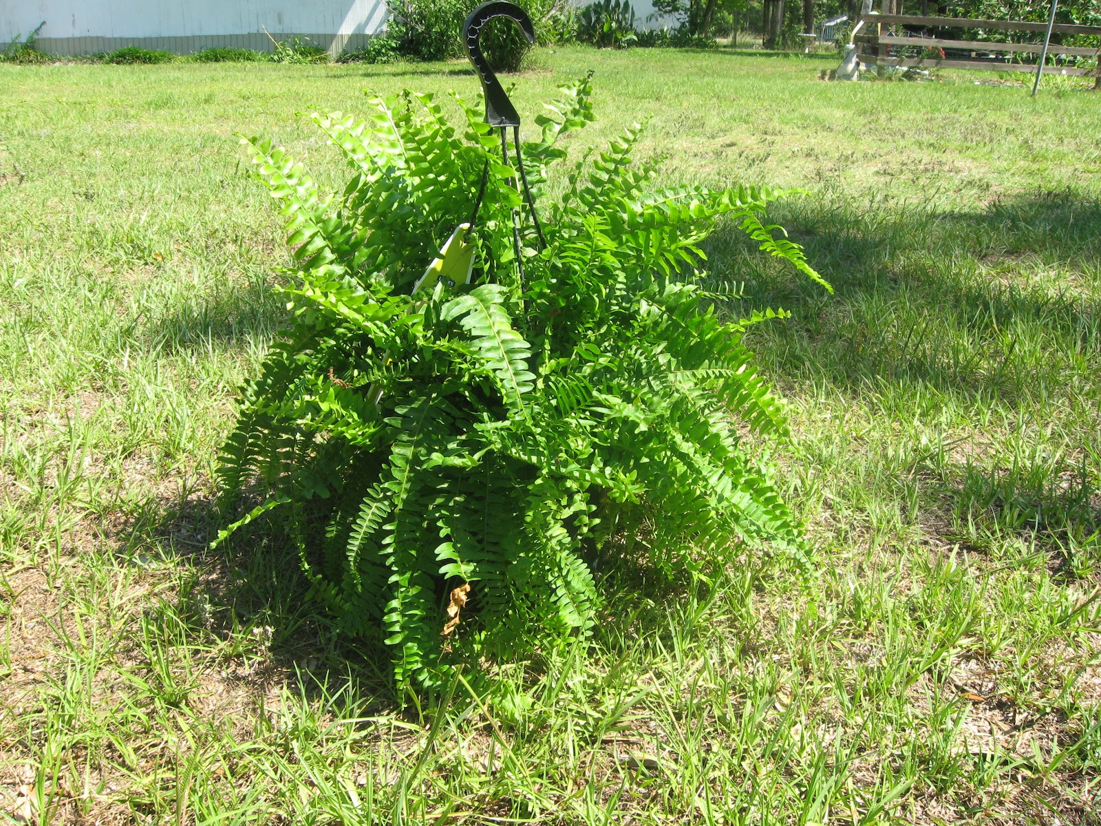 Dividing Ferns