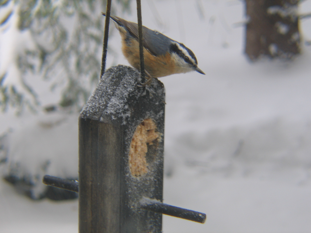 5 Homemade Wild Bird Food Treats to Make