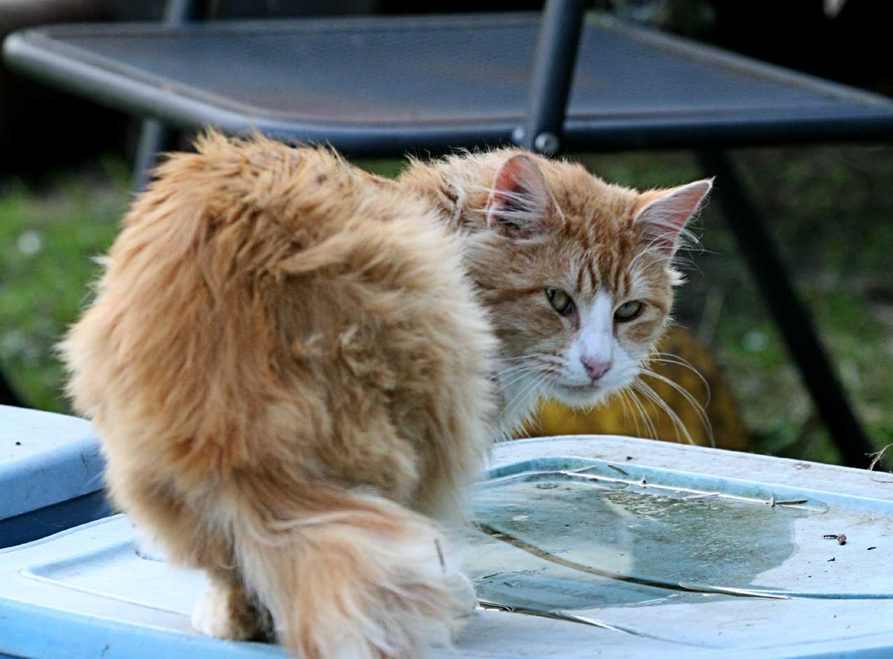 Big Fluffy Orange HalfTail Feral Cat The Feral Life Cat Blog