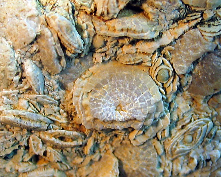 Louisville Fossils and Beyond Spanish Nummulite Fossils