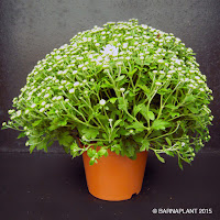 Especies de chrisantemum grandiflorum de Barnaplant 
