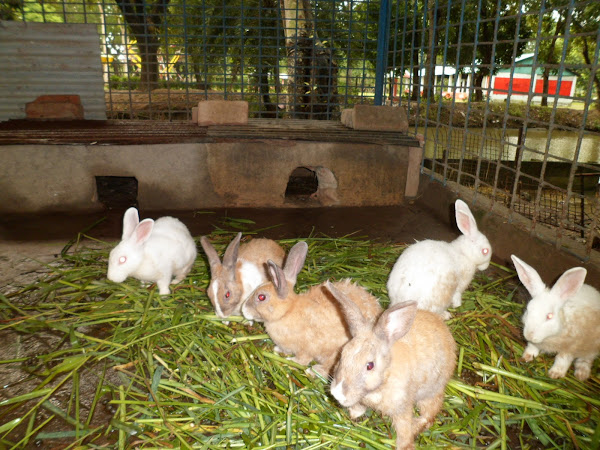 rabbit, rabbit farming, farming rabbits, rabbit breeds, rabbit feed, rabbit housing, white rabbit, rabbit pictures