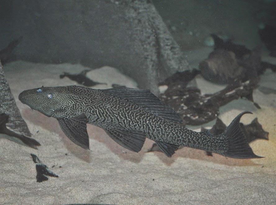 plecostomus.jpg