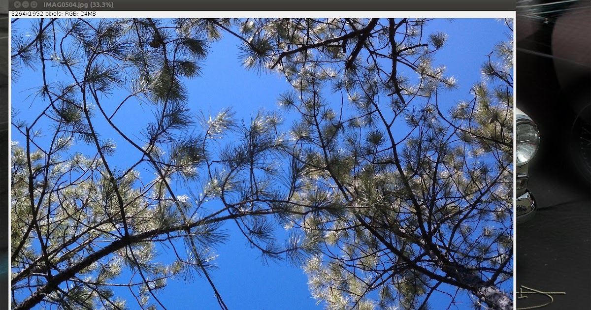 How to measure canopy cover Image Analysis Image.sc Forum