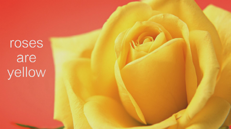 Roses are Yellow