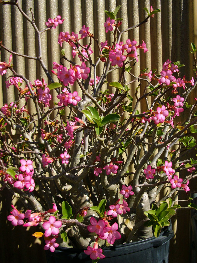 The Rainforest Garden Acres of Bromeliads at the Tropiflora Fall Festival
