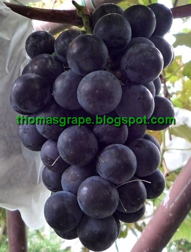 thomasgrape stock bibit anggur thomasgrape stock bibit anggur