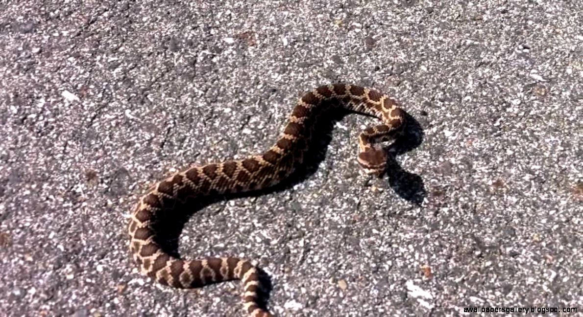 Baby Rattlesnake Wallpapers Gallery