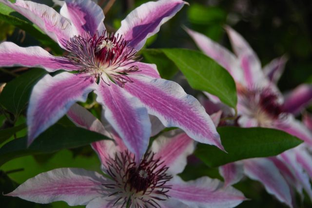 Oh, so pretty. Pink-striped Clematis 'Nelly Moser' Oh, so pretty. Pink-striped Clematis 'Nelly Moser'.