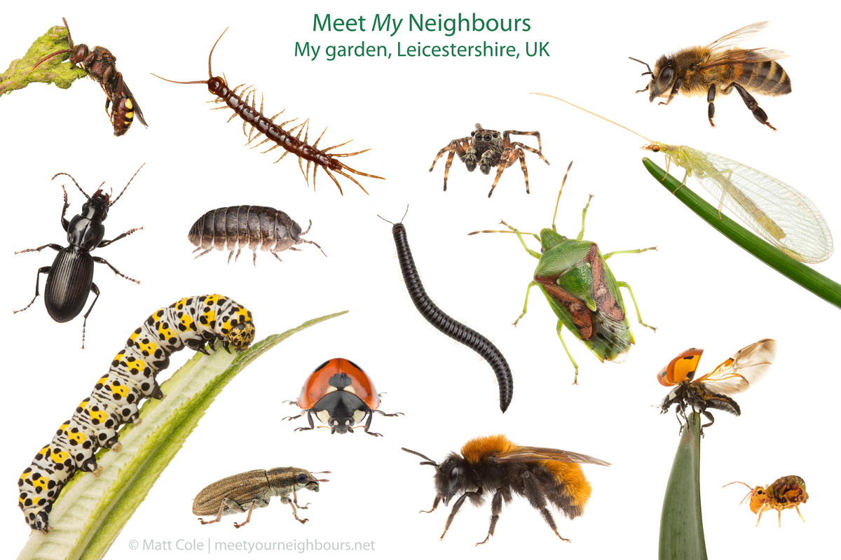 Matt Cole Macro Photography Meet My Neighbours