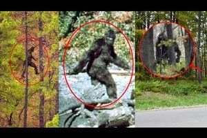 newest sasquatch sightings video photo newest sasquatch sightings video photo