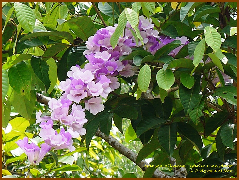 Flowers Around Us by Ridzwan MN Mansoa alliacea, Garlic Vine Plant