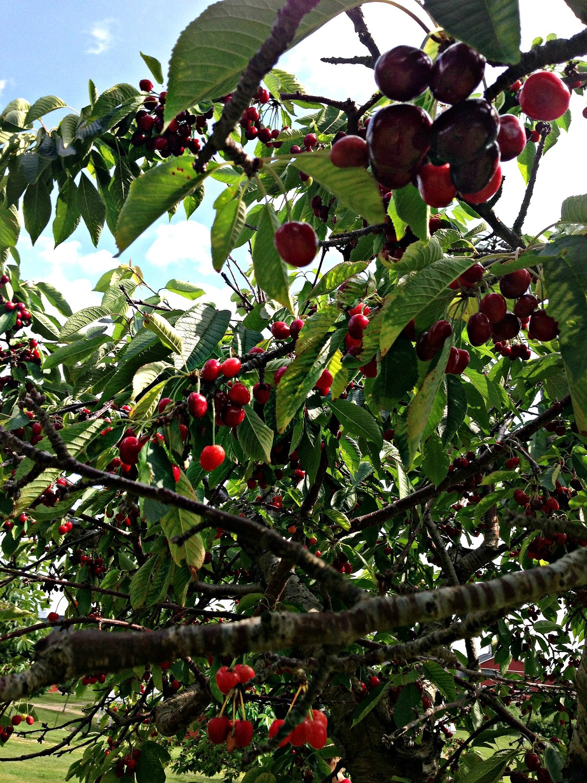 Iron Oak Farm Cherry Picking