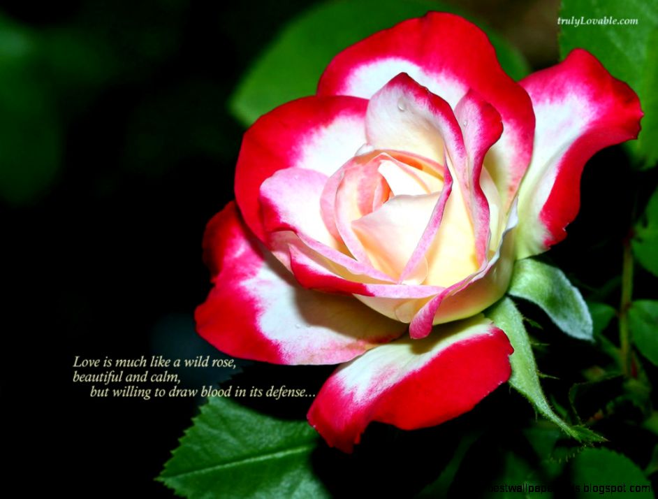 Principessa Gabriella Roses are Red… Principessa Gabriella Roses are Red…