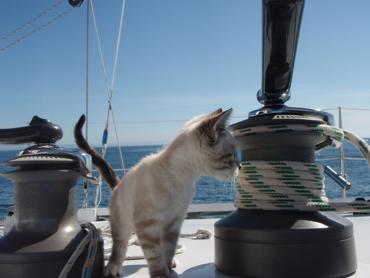 Boat Ihsan Kitten 18 catamaran boat