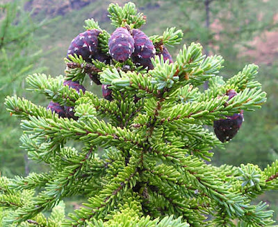 BlackSpruce 6 Tumbuhan Yang Tertua Di Dunia