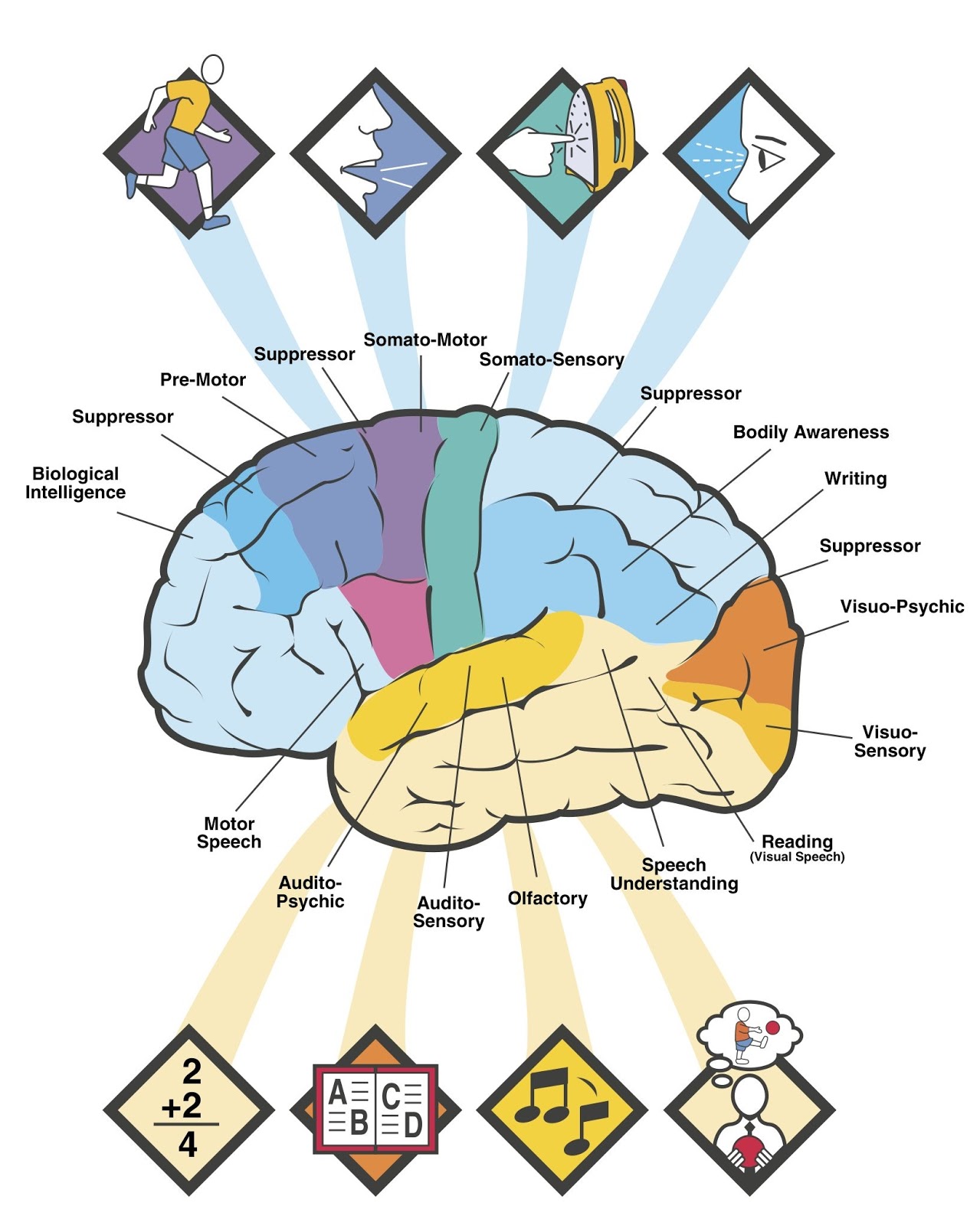Brain Jack Image  Brain Functions Diagram