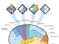Brain Diagram Brain Diagram