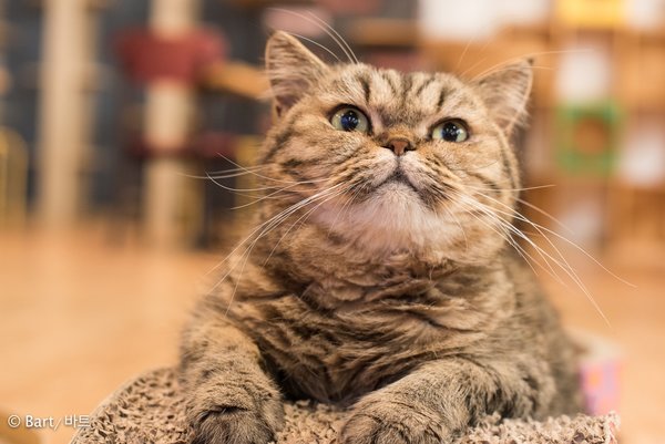 Cats from Seoul South Korea - Traveling Cats - Travel Pictures of Cats