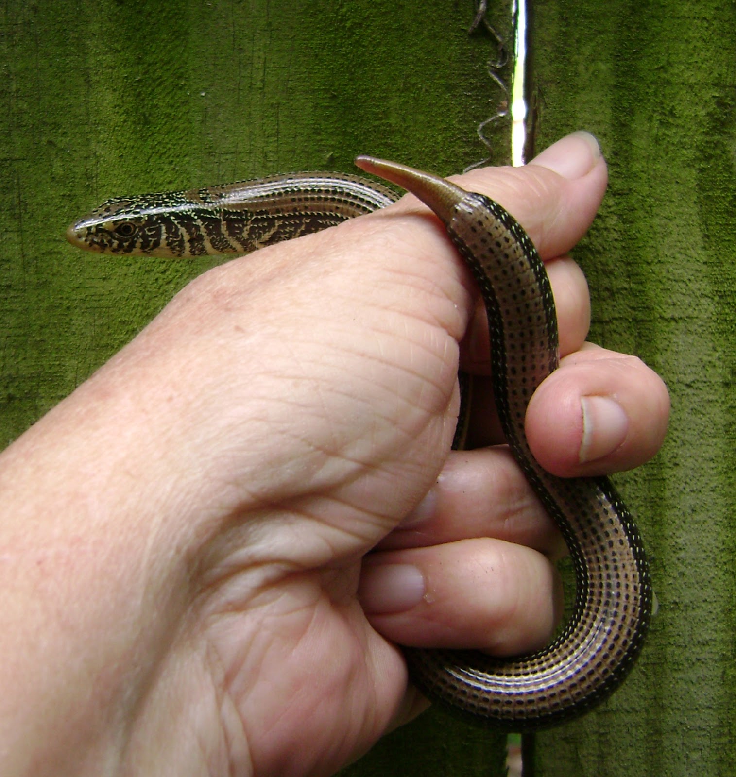 Seminole Heights Pocket Swamp The slithery and the fuzzy, chance