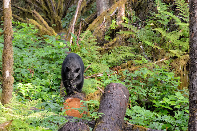 Black Bear at Alaska Rainforest Sanctuary
