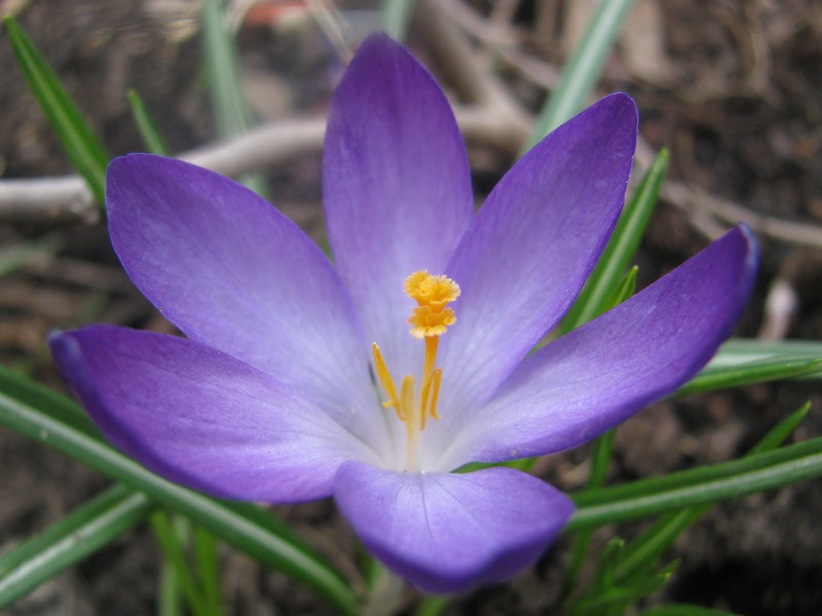 Crocus Varieties Pictures
