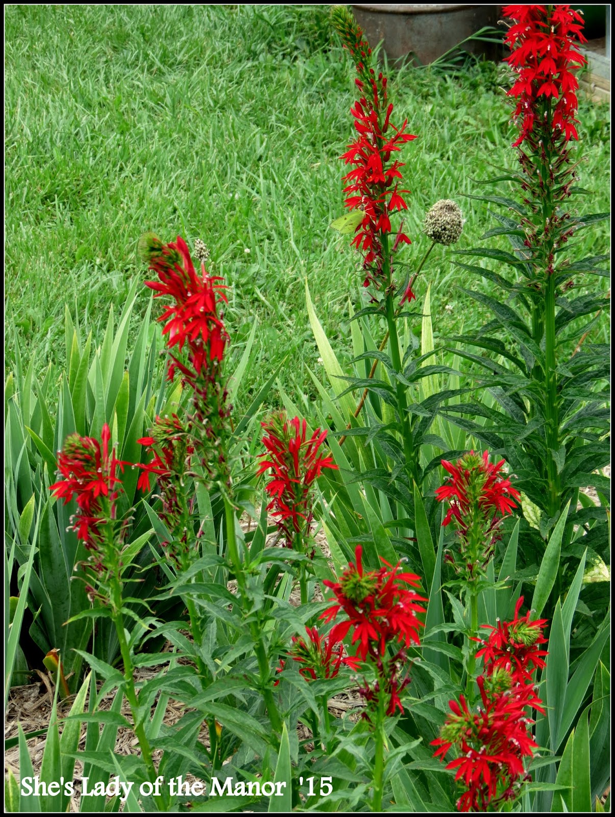 She's Lady of the Manor A New Perennial in the Garden Cardinal Flower