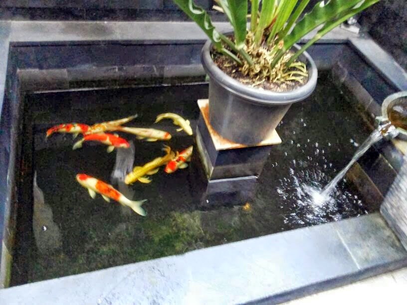 Membuat Filter Air Kolam Koi | membuat filter kolam ikan koi dunia akuarium Membuat Filter Air Kolam Koi | membuat filter kolam ikan koi dunia akuarium
