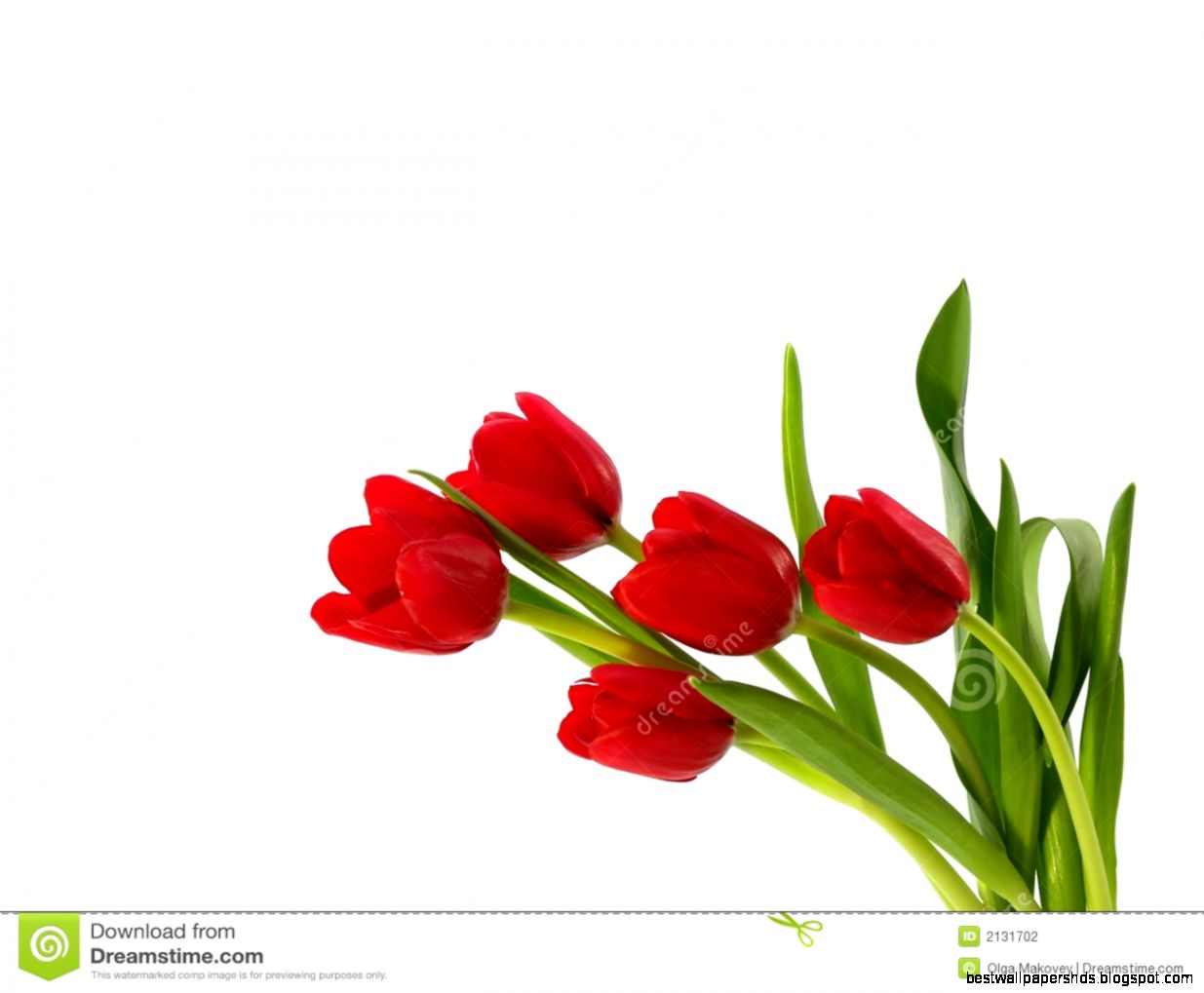 Red Tulips Stock Photography Image 2131702 Red Tulips Stock Photography Image 2131702