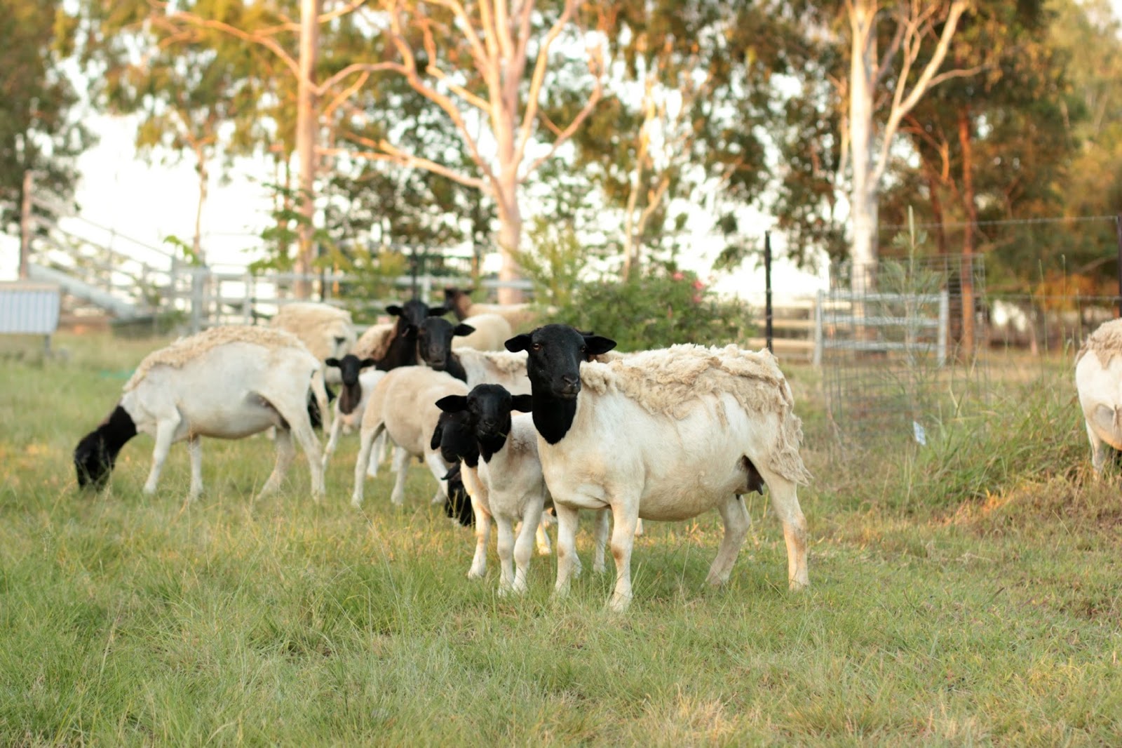 Sheep & Their Love of Apples / Say Little Hen